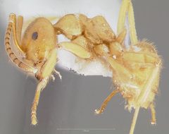 Lasius subumbratus casent0005408 profile 1 by wikipedia. Used under a CC BY 4.0 license.