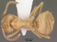 Lasius subumbratus casent0102807 dorsal 1 by Jen Fogarty. Used under a CC BY 4.0 license.