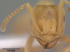 Lasius subumbratus casent0102807 head 1 by Jen Fogarty. Used under a CC BY 4.0 license.