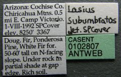 Lasius subumbratus casent0102807 label 1 by Jen Fogarty. Used under a CC BY 4.0 license.