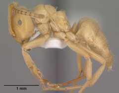 Lasius subumbratus casent0102807 profile 1 by Jen Fogarty. Used under a CC BY 4.0 license.