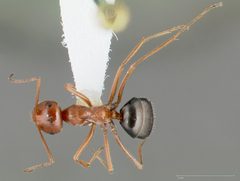 Myrmecocystus kennedyi casent0005412 dorsal 1 by wikipedia. Used under a CC BY 4.0 license.