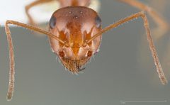 Myrmecocystus kennedyi casent0005412 head 1 by wikipedia. Used under a CC BY 4.0 license.