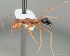 Myrmecocystus kennedyi casent0005412 profile 1 by wikipedia. Used under a CC BY 4.0 license.