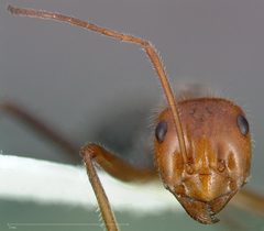 Myrmecocystus mendax casent0005413 head 1 by wikipedia. Used under a CC BY 4.0 license.