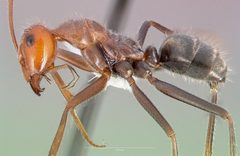Myrmecocystus mendax casent0005413 profile 1 by wikipedia. Used under a CC BY 4.0 license.