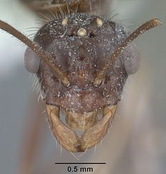 Myrmecocystus mendax casent0102812 head 1 by Jen Fogarty. Used under a CC BY 4.0 license.
