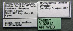 Myrmecocystus mendax casent0102812 label 1 by Jen Fogarty. Used under a CC BY 4.0 license.