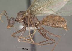 Myrmecocystus mendax casent0102812 profile 1 by Jen Fogarty. Used under a CC BY 4.0 license.