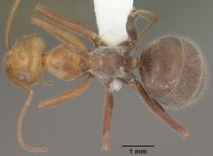 Myrmecocystus mendax casent0102813 dorsal 1 by Jen Fogarty. Used under a CC BY 4.0 license.
