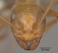 Myrmecocystus mendax casent0102813 head 1 by Jen Fogarty. Used under a CC BY 4.0 license.