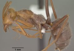 Myrmecocystus mendax casent0102813 profile 1 by Jen Fogarty. Used under a CC BY 4.0 license.