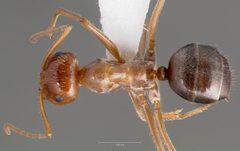 Myrmecocystus mimicus casent0005414 dorsal 1 by wikipedia. Used under a CC BY 4.0 license.