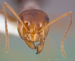 Myrmecocystus mimicus casent0005414 head 1 by wikipedia. Used under a CC BY 4.0 license.