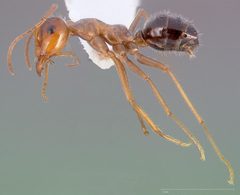 Myrmecocystus mimicus casent0005414 profile 1 by wikipedia. Used under a CC BY 4.0 license.