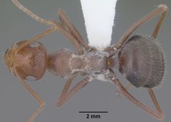 Myrmecocystus mimicus casent0102815 dorsal 1 by Jen Fogarty. Used under a CC BY 4.0 license.