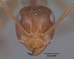 Myrmecocystus mimicus casent0102815 head 1 by Jen Fogarty. Used under a CC BY 4.0 license.