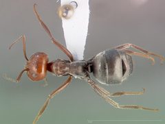 Myrmecocystus placodops casent0005415 dorsal 1 by wikipedia. Used under a CC BY 4.0 license.