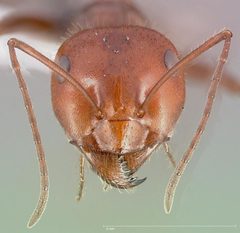 Myrmecocystus placodops casent0005415 head 1 by wikipedia. Used under a CC BY 4.0 license.
