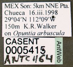Myrmecocystus placodops casent0005415 label 1 by April Nobile. Used under a CC BY 4.0 license.
