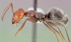 Myrmecocystus placodops casent0005415 profile 1 by wikipedia. Used under a CC BY 4.0 license.