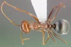 Myrmecocystus semirufus casent0005416 dorsal 1 by wikipedia. Used under a CC BY 4.0 license.