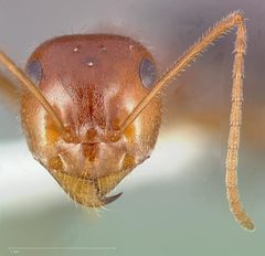Myrmecocystus semirufus casent0005416 head 1 by wikipedia. Used under a CC BY 4.0 license.
