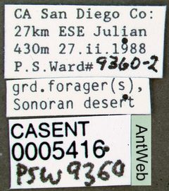 Myrmecocystus semirufus casent0005416 label 1 by April Nobile. Used under a CC BY 4.0 license.