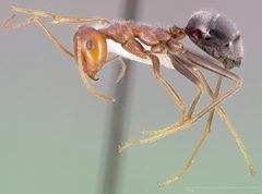 Myrmecocystus semirufus casent0005416 profile 1 by wikipedia. Used under a CC BY 4.0 license.