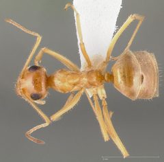 Myrmecocystus testaceus casent0005423 dorsal 1 by wikipedia. Used under a CC BY 4.0 license.