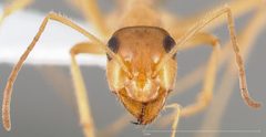 Myrmecocystus testaceus casent0005423 head 1 by wikipedia. Used under a CC BY 4.0 license.