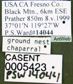 Myrmecocystus testaceus casent0005423 label 1 by April Nobile. Used under a CC BY 4.0 license.
