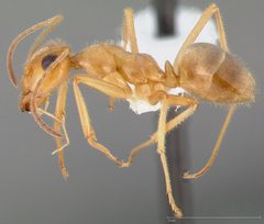 Myrmecocystus testaceus casent0005423 profile 1 by wikipedia. Used under a CC BY 4.0 license.