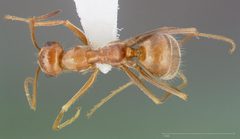 Myrmecocystus wheeleri casent0005417 dorsal 1 by wikipedia. Used under a CC BY 4.0 license.