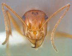 Myrmecocystus wheeleri casent0005417 head 1 by wikipedia. Used under a CC BY 4.0 license.