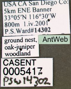 Myrmecocystus wheeleri casent0005417 label 1 by April Nobile. Used under a CC BY 4.0 license.