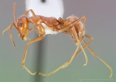 Myrmecocystus wheeleri casent0005417 profile 1 by wikipedia. Used under a CC BY 4.0 license.