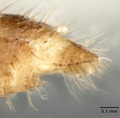 Nylanderia fulva male paramere by Gotzek D, Brady SG, Kallal RJ, LaPolla JS (2012). Used under a CC BY 2.5 license.