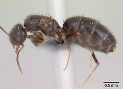 Paratrechina vividula casent0058913 profile 1 by April Nobile. Used under a CC BY 4.0 license.