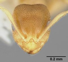 Brachymyrmex depilis casent0005338 head 1 by April Nobile. Used under a CC BY 4.0 license.
