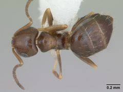 Brachymyrmex patagonicus casent0173480 dorsal 1 by April Nobile. Used under a CC BY 4.0 license.
