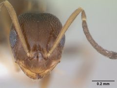 Brachymyrmex patagonicus casent0173480 head 1 by April Nobile. Used under a CC BY 4.0 license.