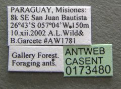 Brachymyrmex patagonicus casent0173480 label 1 by Michele Esposito. Used under a CC BY 4.0 license.