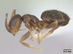 Brachymyrmex patagonicus casent0173480 profile 1 by April Nobile. Used under a CC BY 4.0 license.