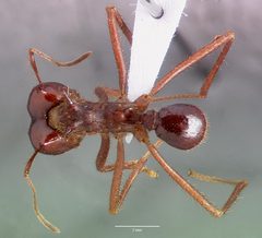 Atta mexicana casent0421377 dorsal 1 by wikipedia. Used under a CC BY 4.0 license.