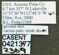 Atta mexicana casent0421377 label 1 by wikipedia. Used under a CC BY 4.0 license.