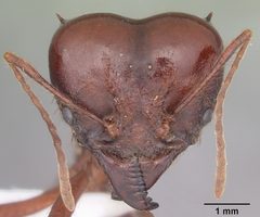 Atta mexicana casent0421379 head 1 by April Nobile. Used under a CC BY 4.0 license.