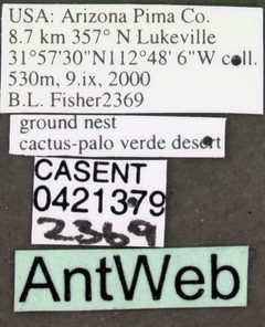 Atta mexicana casent0421379 label 1 by April Nobile. Used under a CC BY 4.0 license.