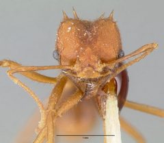 Atta texana casent0006045 head 1 by wikipedia. Used under a CC BY 4.0 license.