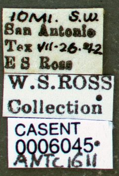 Atta texana casent0006045 label 1 by wikipedia. Used under a CC BY 4.0 license.